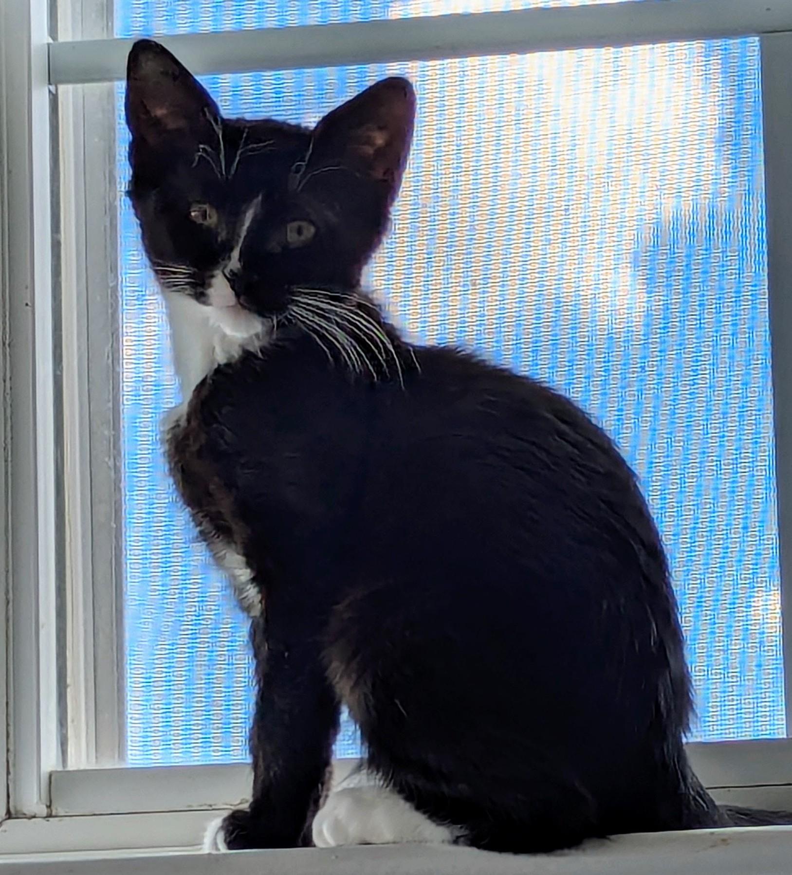 Raven, a Adopted Domestic Short Hair in Dover, DE image 2/4