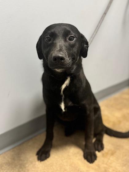 Enlarge Delta, an adopted mixed breed in Tinley Park, IL image 1/1