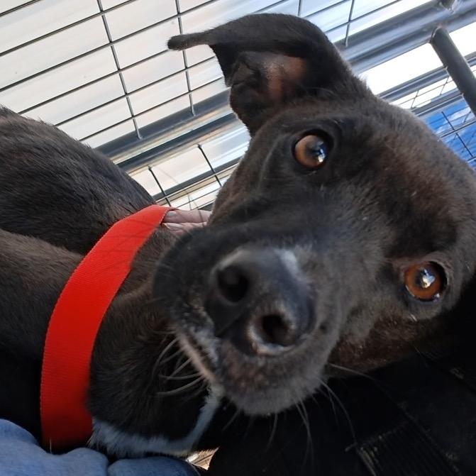 Holly, Adoptable, Adult Female Mixed Breed.