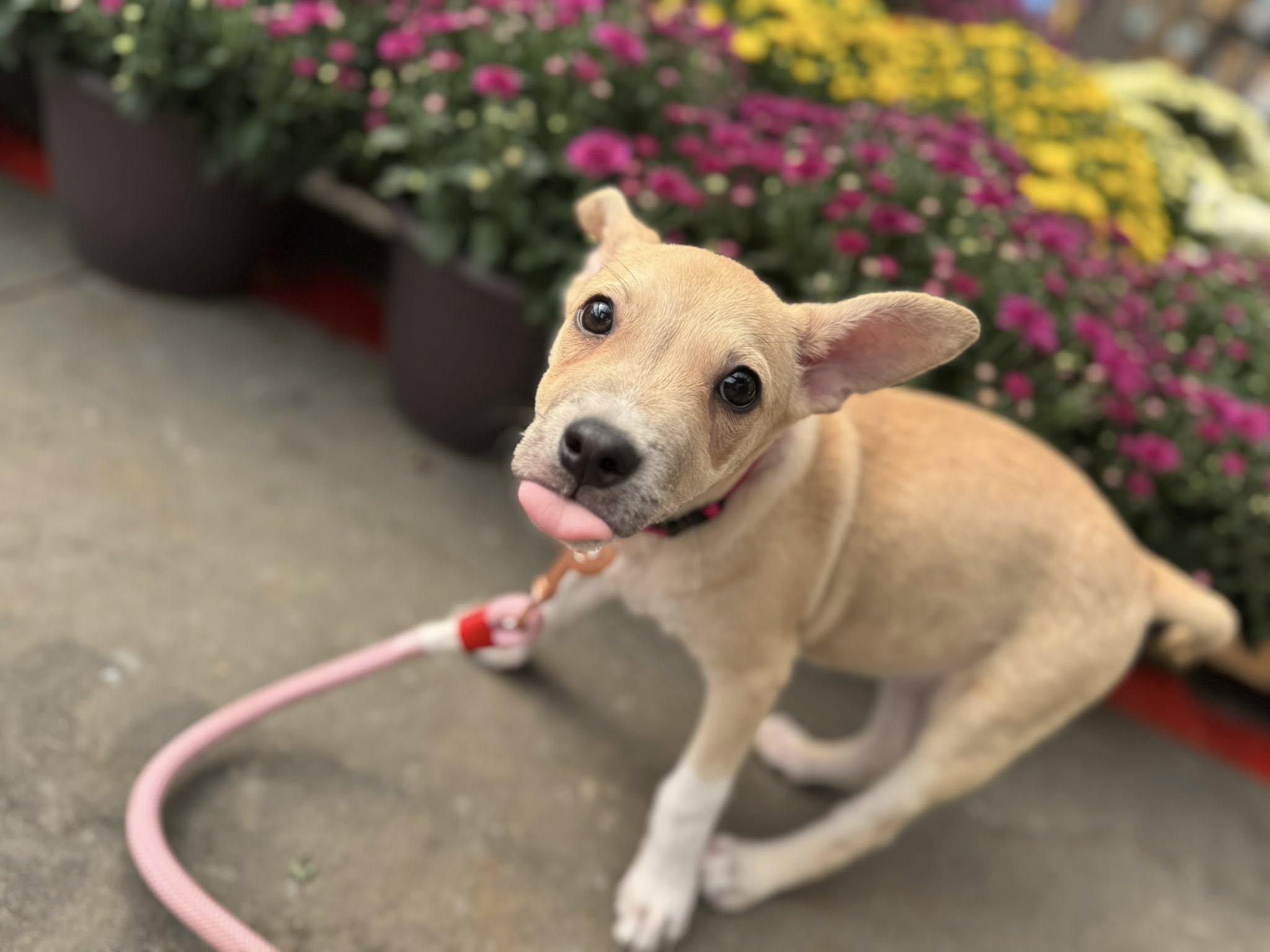 Enlarge LOLLI, a Adoptable Mixed Breed in Newborn, GA image 3/6