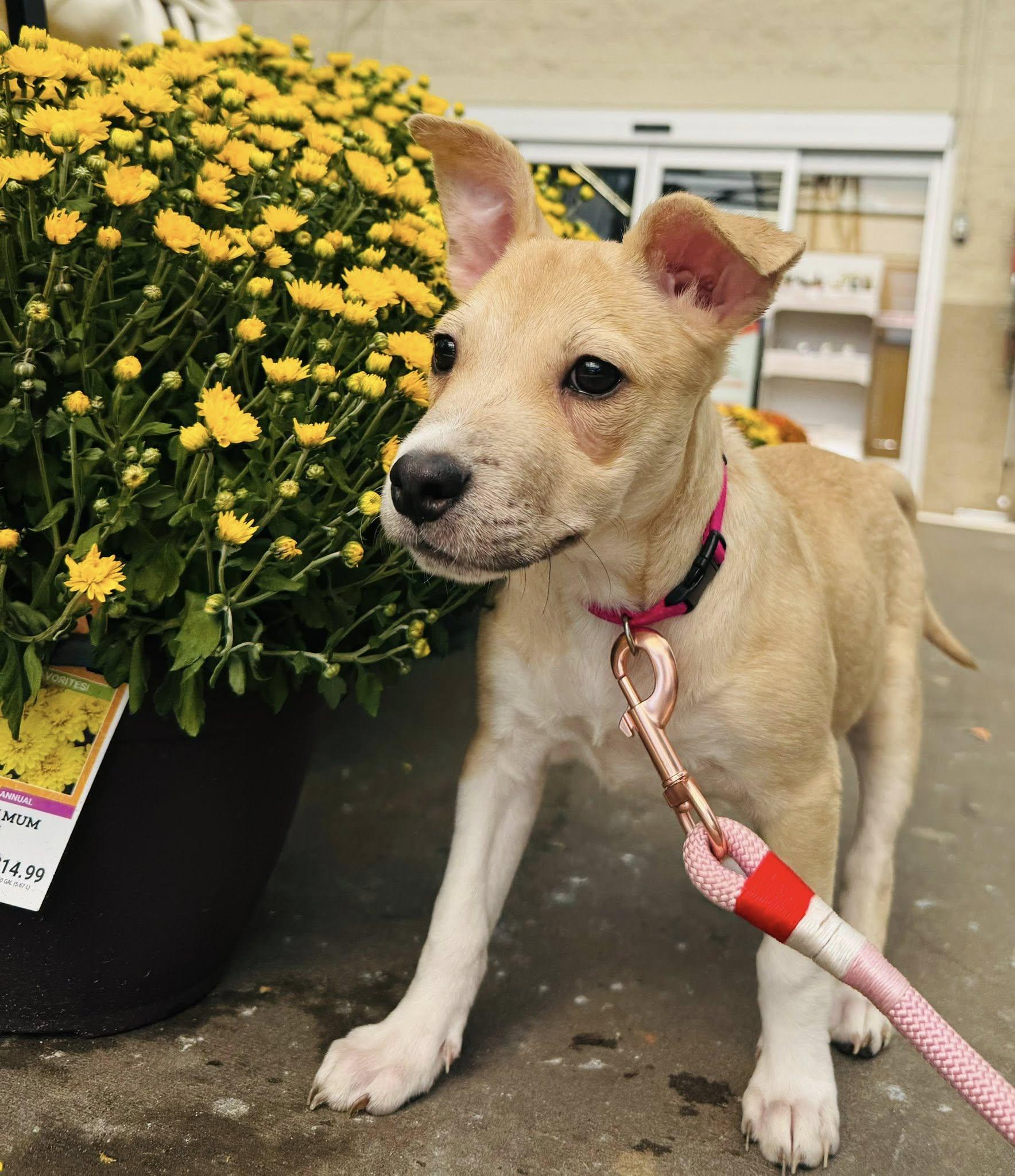 Enlarge LOLLI, a Adoptable Mixed Breed in Newborn, GA image 2/6