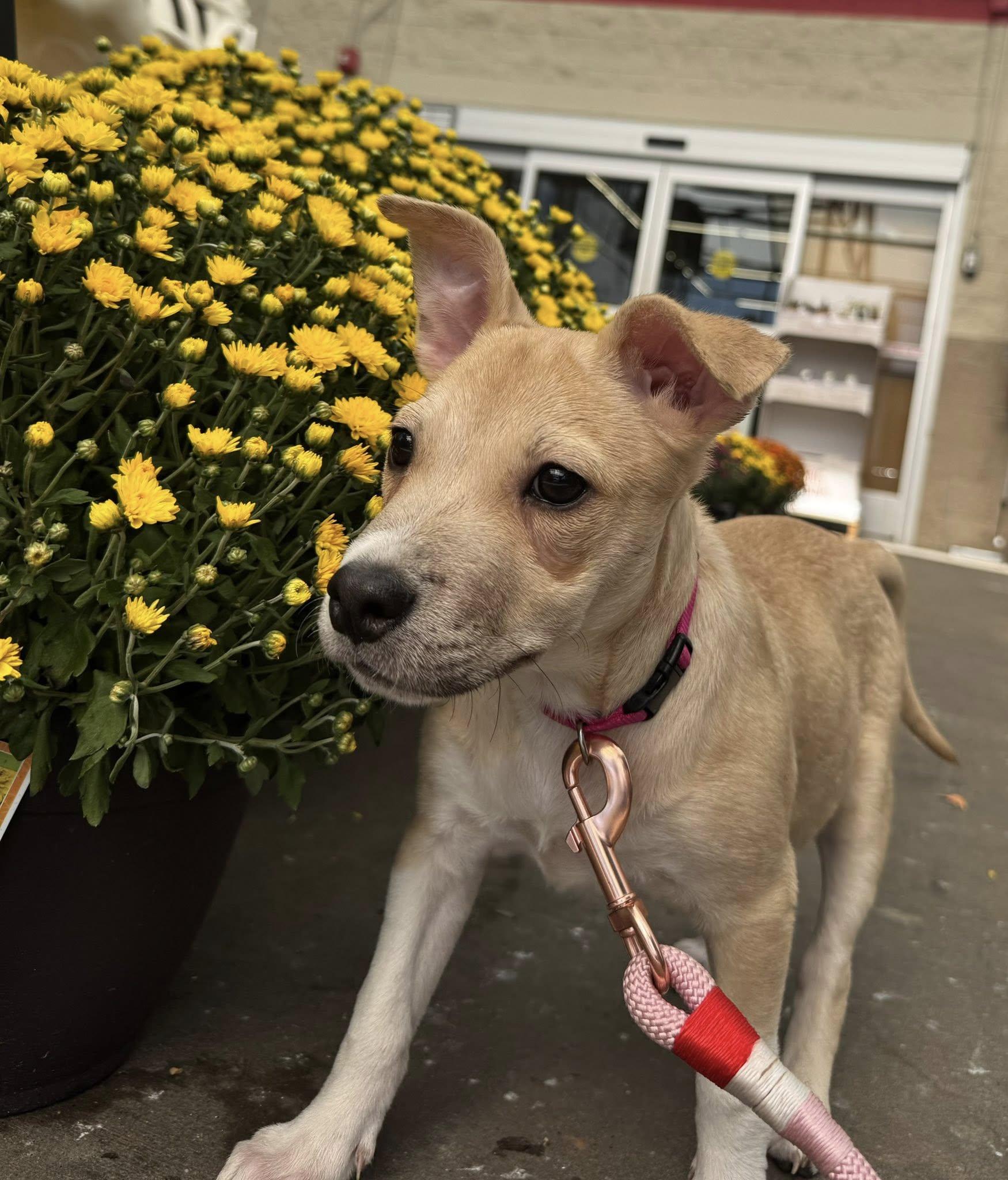 Enlarge LOLLI, a Adoptable Mixed Breed in Newborn, GA image 4/6