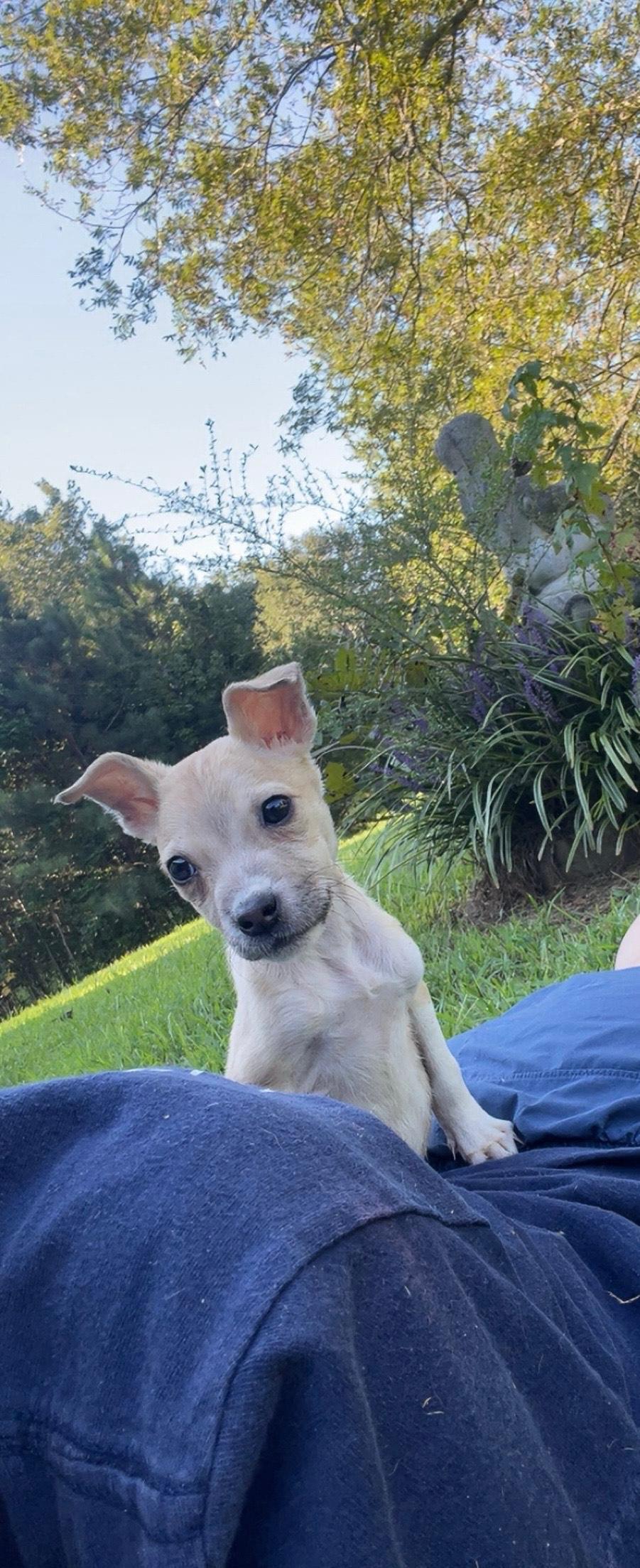 Enlarge LOLLI, a Adoptable Mixed Breed in Newborn, GA image 5/6