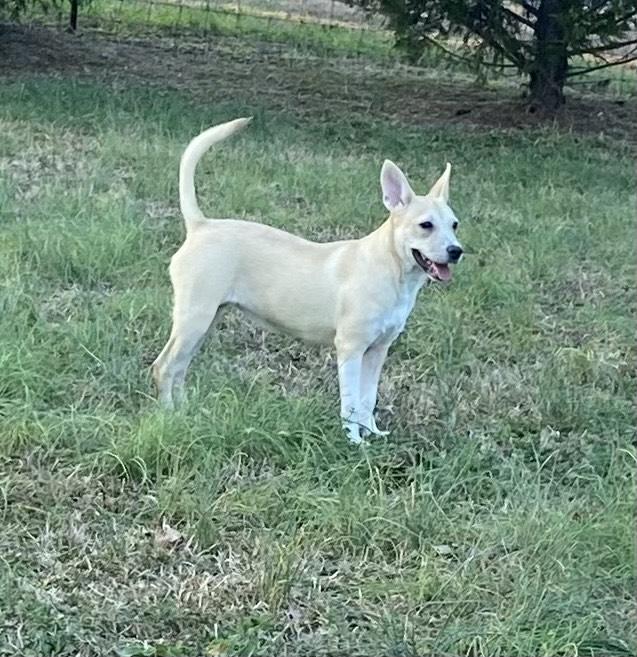 Enlarge LOLLI, a Adoptable Mixed Breed in Newborn, GA image 2/6