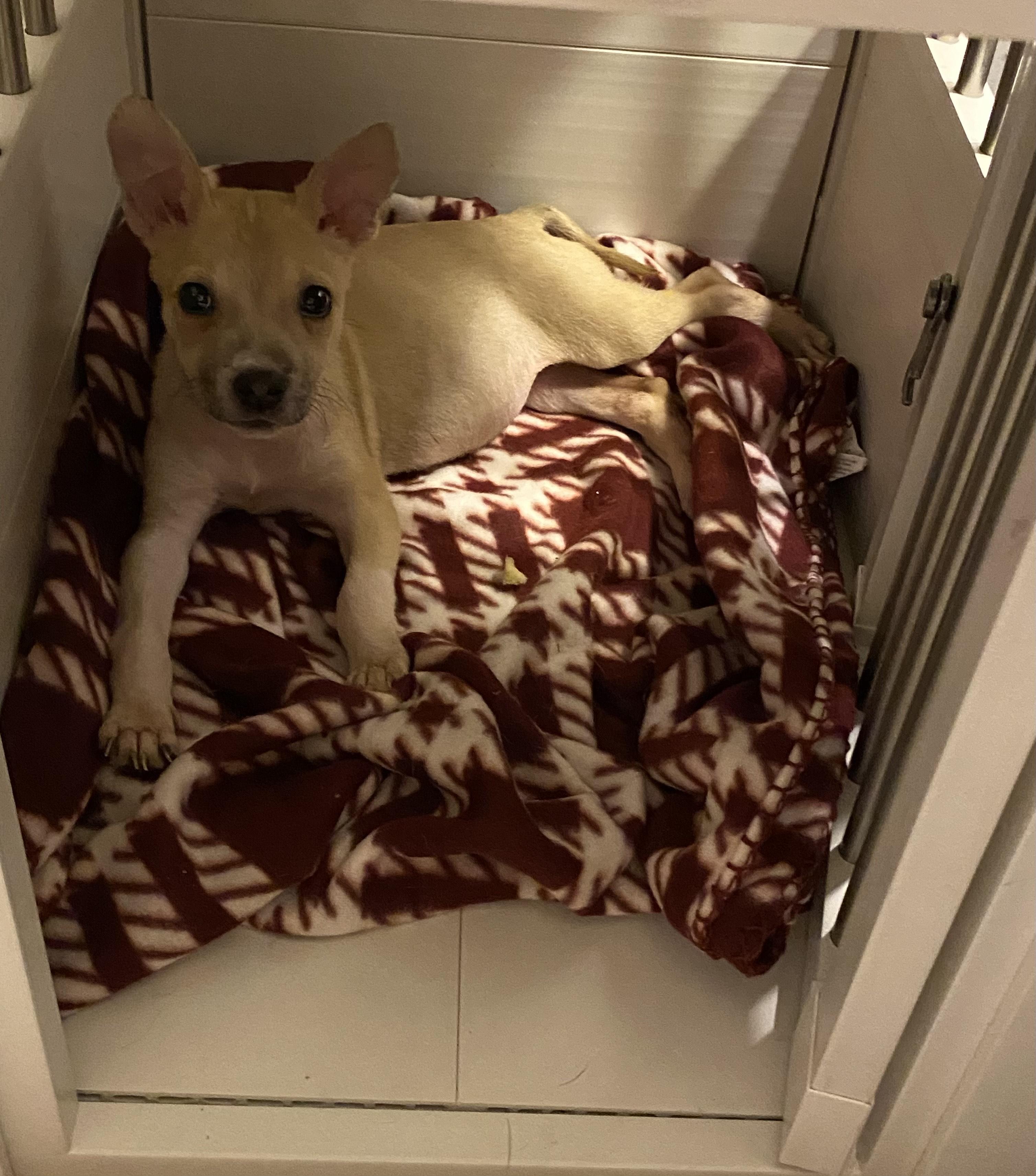 Enlarge LOLLI, a Adoptable Mixed Breed in Newborn, GA image 6/6