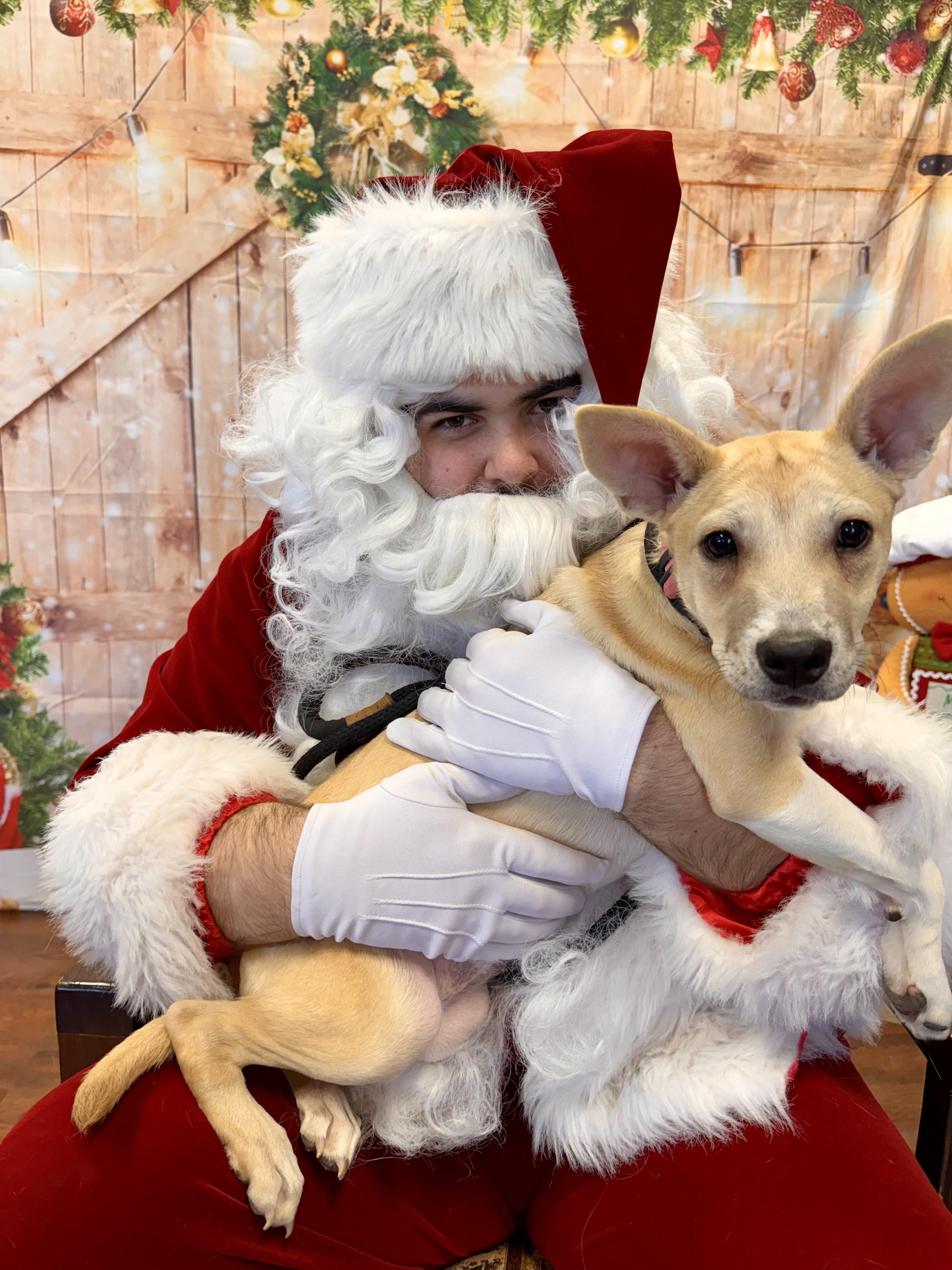 Enlarge LOLLI, a Adoptable Mixed Breed in Newborn, GA image 6/6