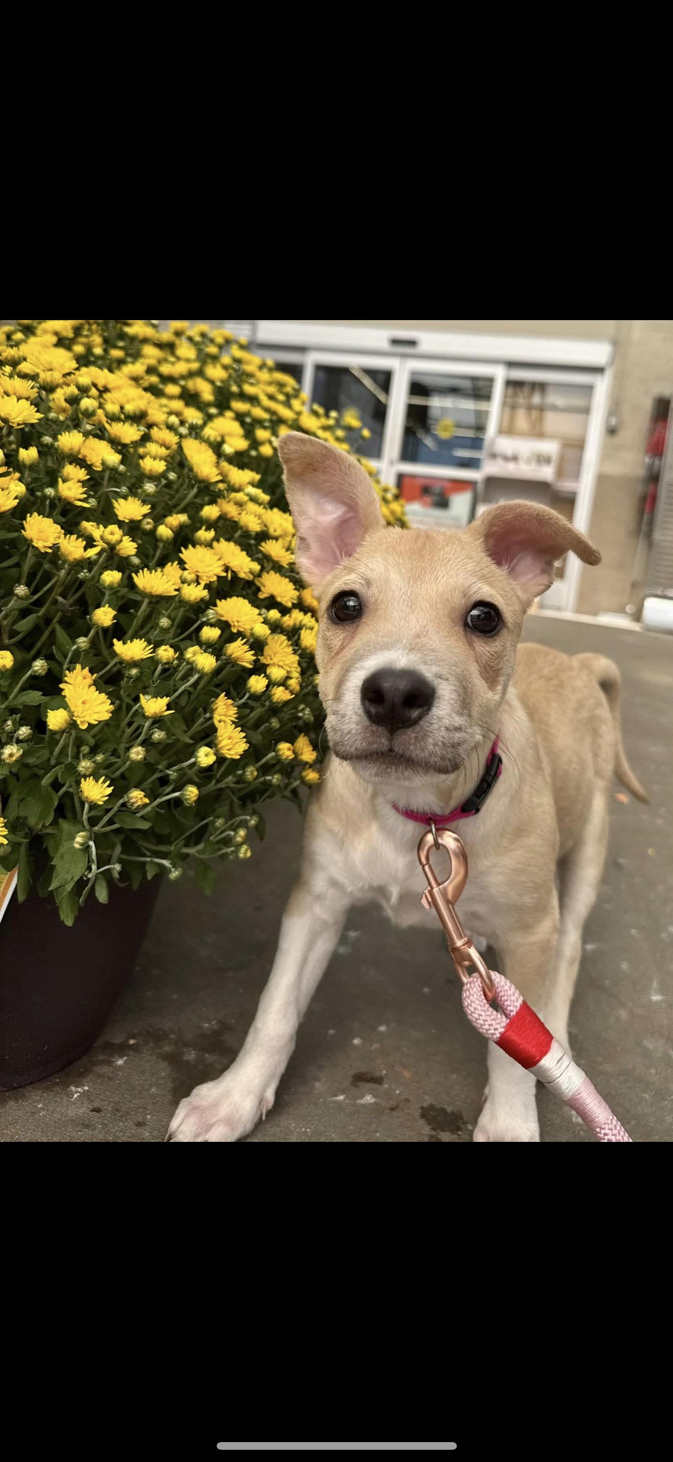 Enlarge LOLLI, a Adoptable Mixed Breed in Newborn, GA image 1/6