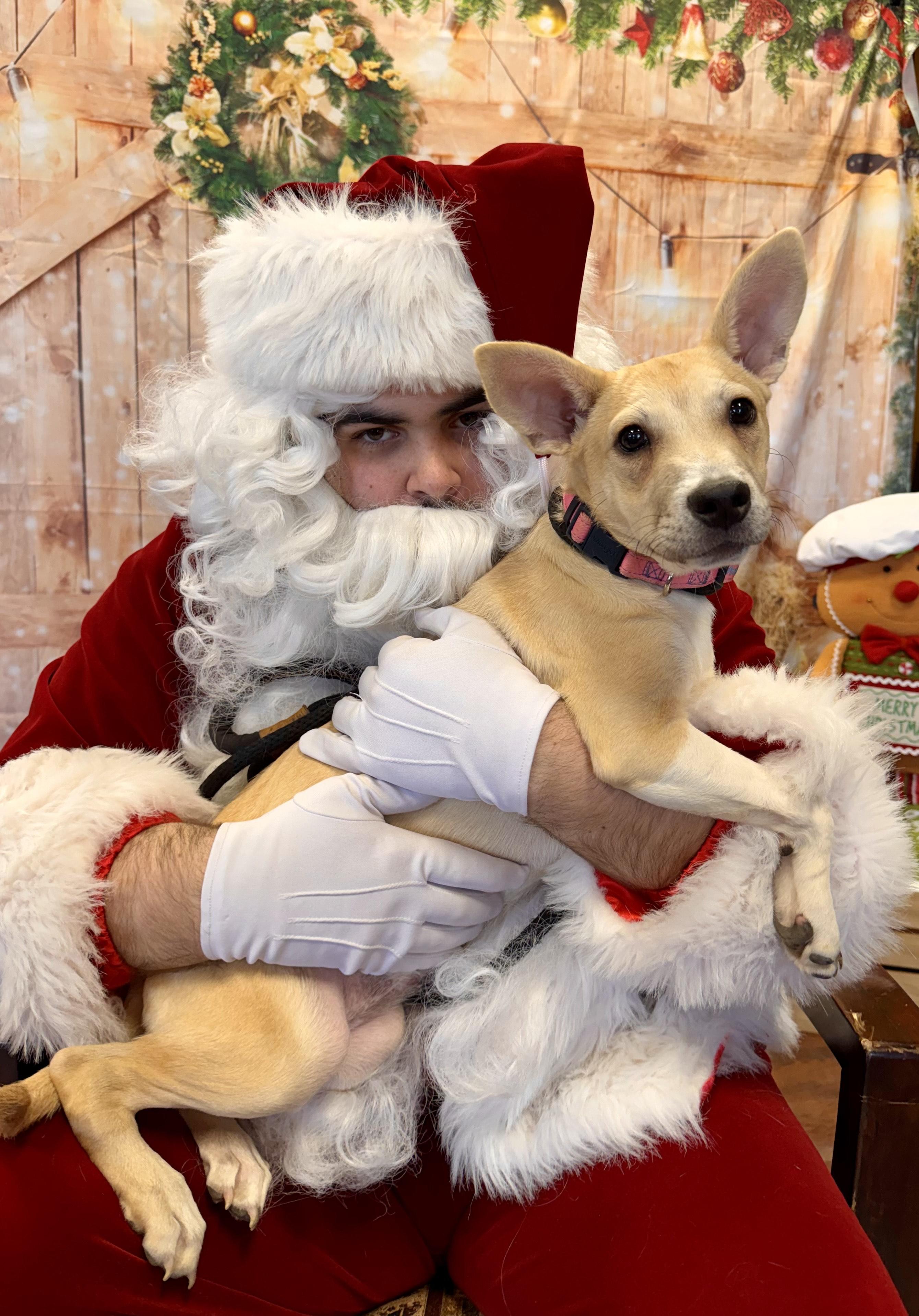 Enlarge LOLLI, a Adoptable Mixed Breed in Newborn, GA image 1/6