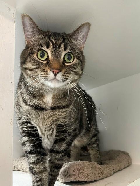 Dasher, ADOPTABLE, Adult Male Domestic Short Hair.