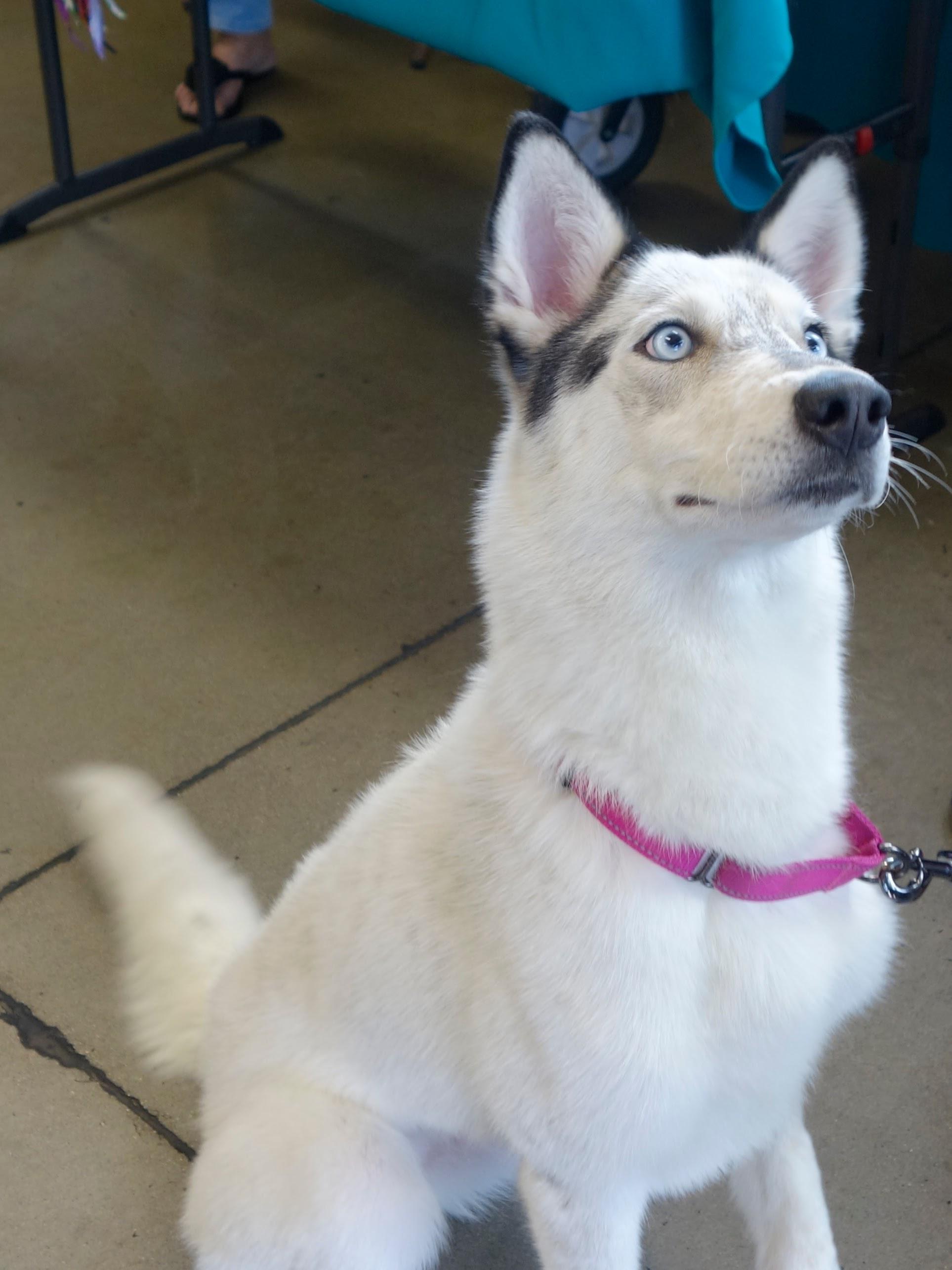 Enlarge Calley, a Adoptable Siberian Husky in Phoenix, AZ image 1/5