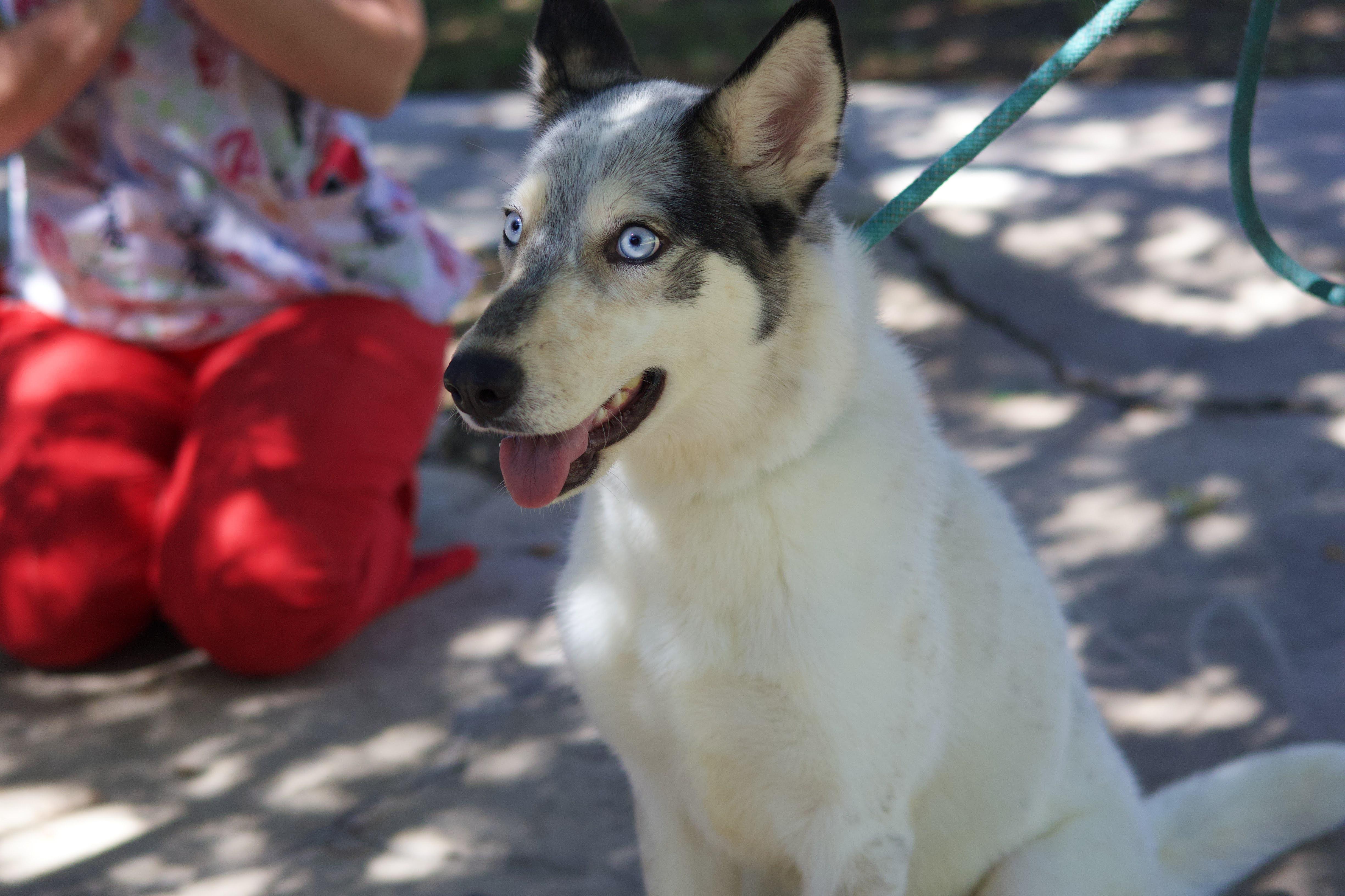Enlarge Calley, a Adoptable Siberian Husky in Phoenix, AZ image 4/5