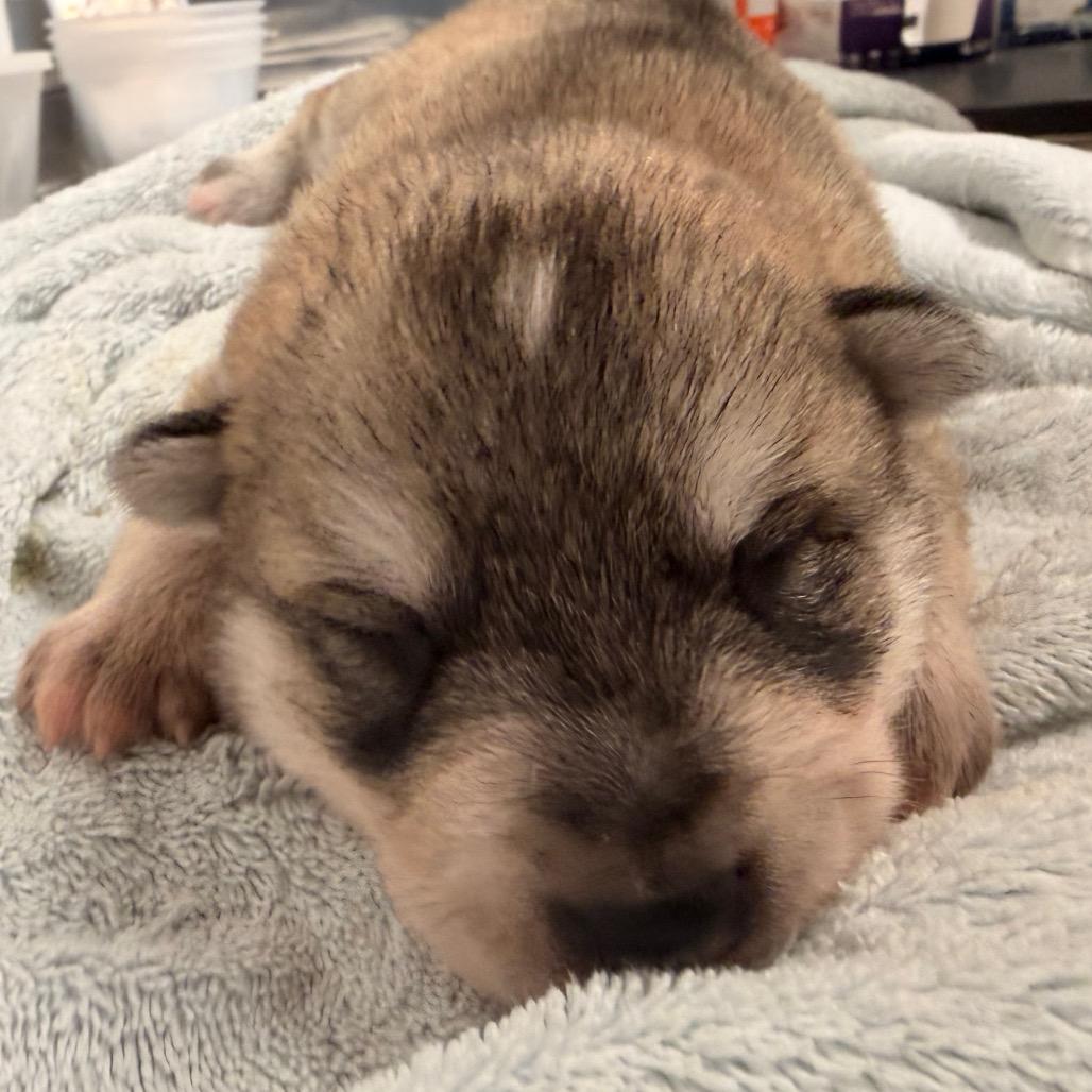 Paulie, Adoptable, Puppy Male Shepherd & Husky.