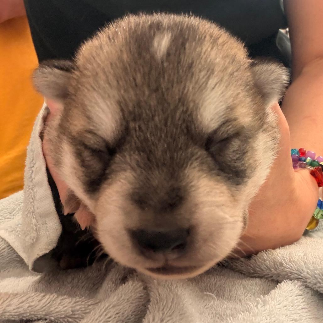 Enlarge Paulie, a Adoptable mixed breed in Evensville, TN image 2/3