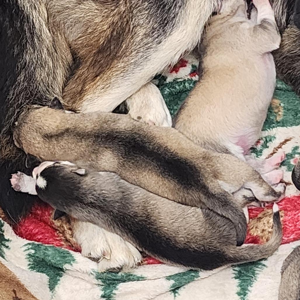 Enlarge Paulie, a Adoptable mixed breed in Evensville, TN image 3/3