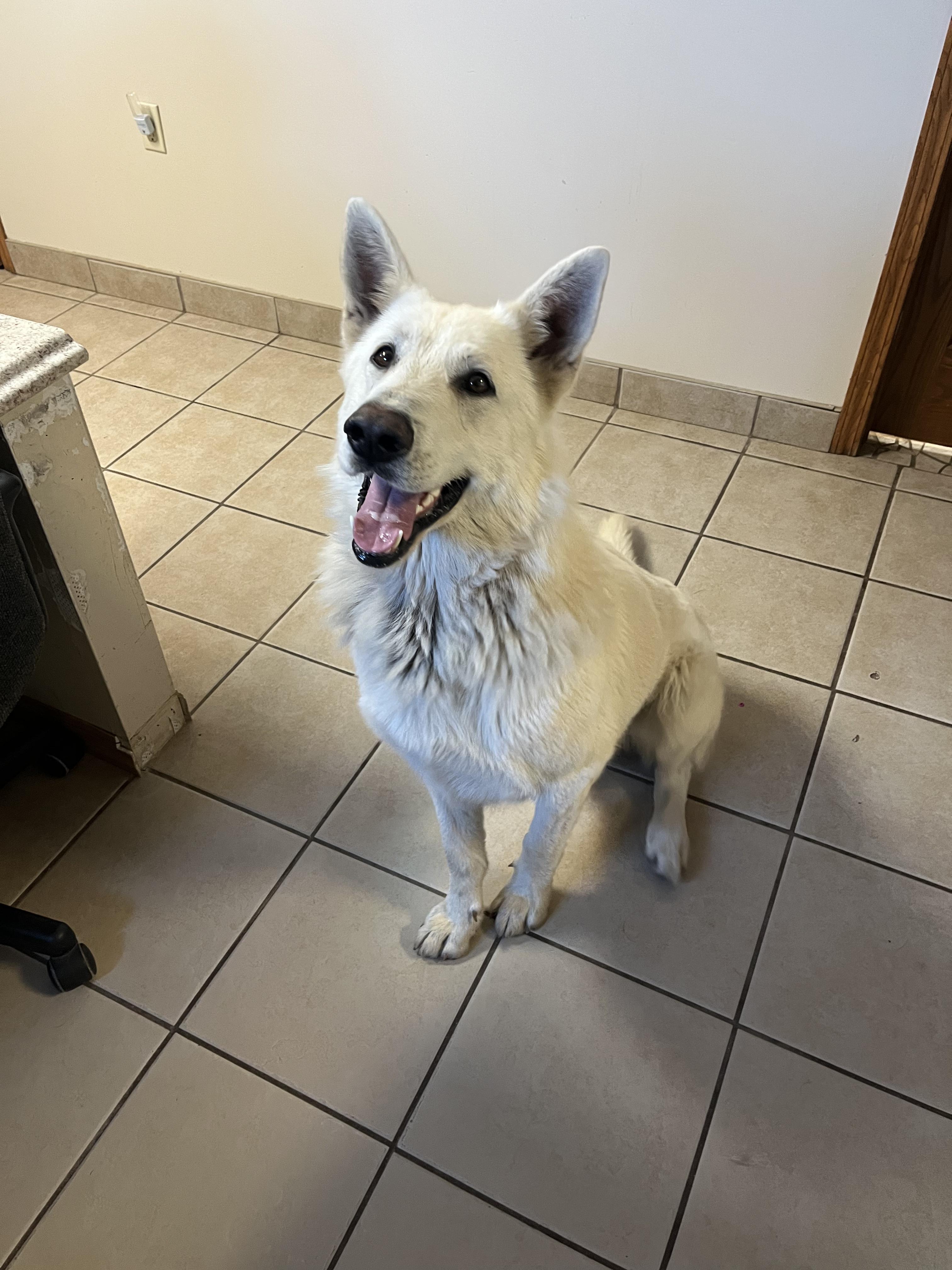 Enlarge Kennedy, an adopted German Shepherd Dog in West Branch, MI image 1/1