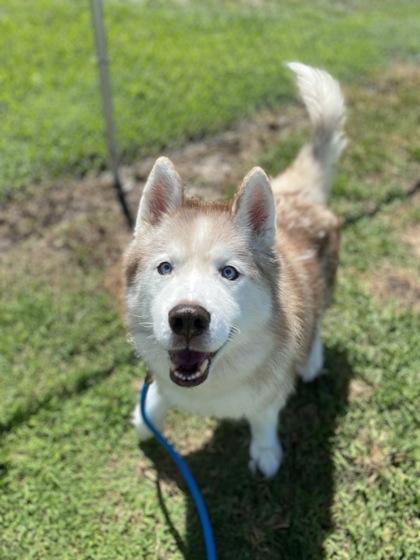 Enlarge Hoosier, a Adoptable mixed breed in Vero Beach, FL image 2/3