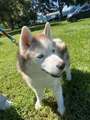 Hoosier, Adoptable, Adult Male Mixed Breed & Mixed Breed.