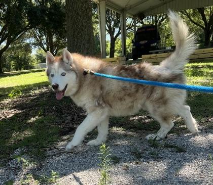 Enlarge Hoosier, a Adoptable mixed breed in Vero Beach, FL image 3/3