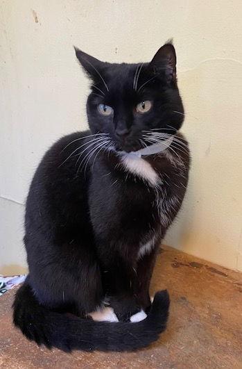 Enlarge Evie, a Adoptable Domestic Short Hair in Escondido, CA image 1/2