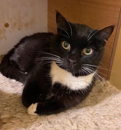 Enlarge Evie, a Adoptable Domestic Short Hair in Escondido, CA image 2/2