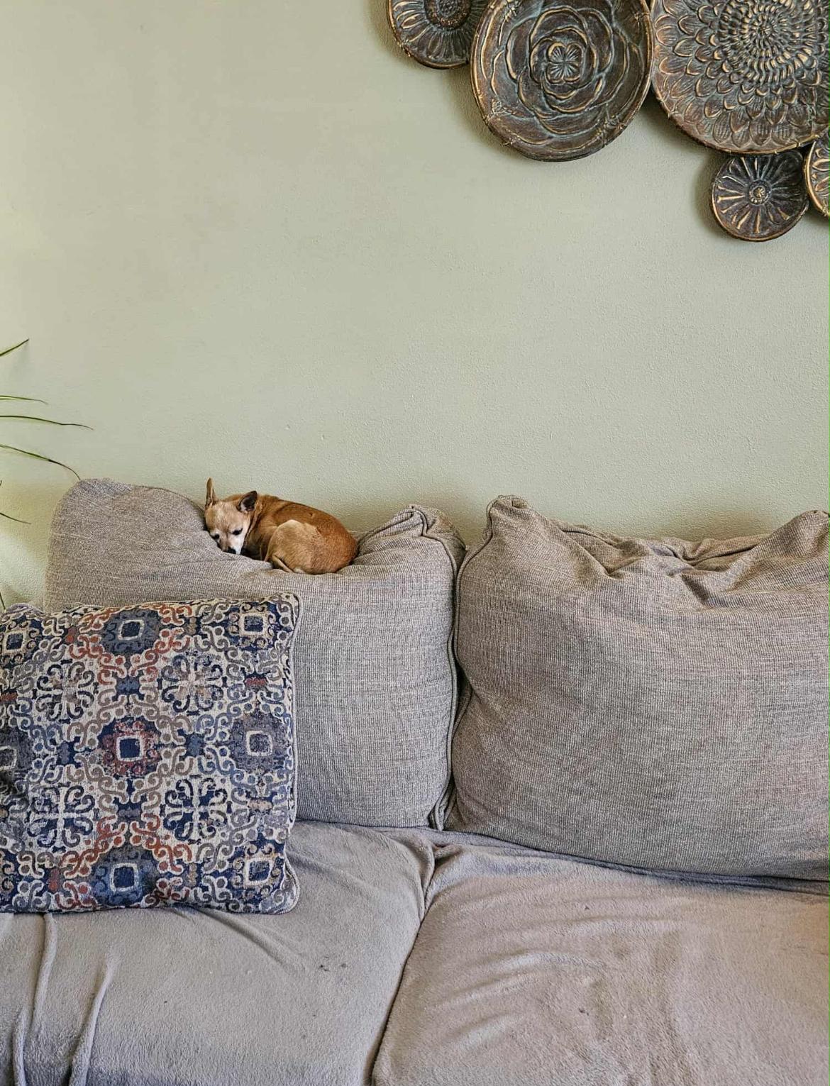 Enlarge Briar, an adoptable Chihuahua in Whitewater, WI image 3/4