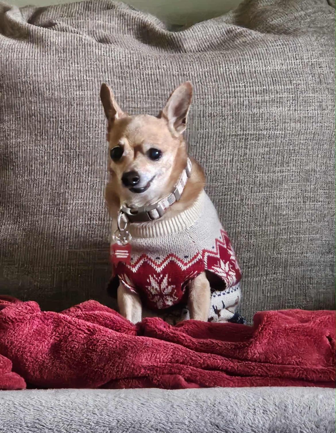 Enlarge Briar, an adoptable Chihuahua in Whitewater, WI image 1/4