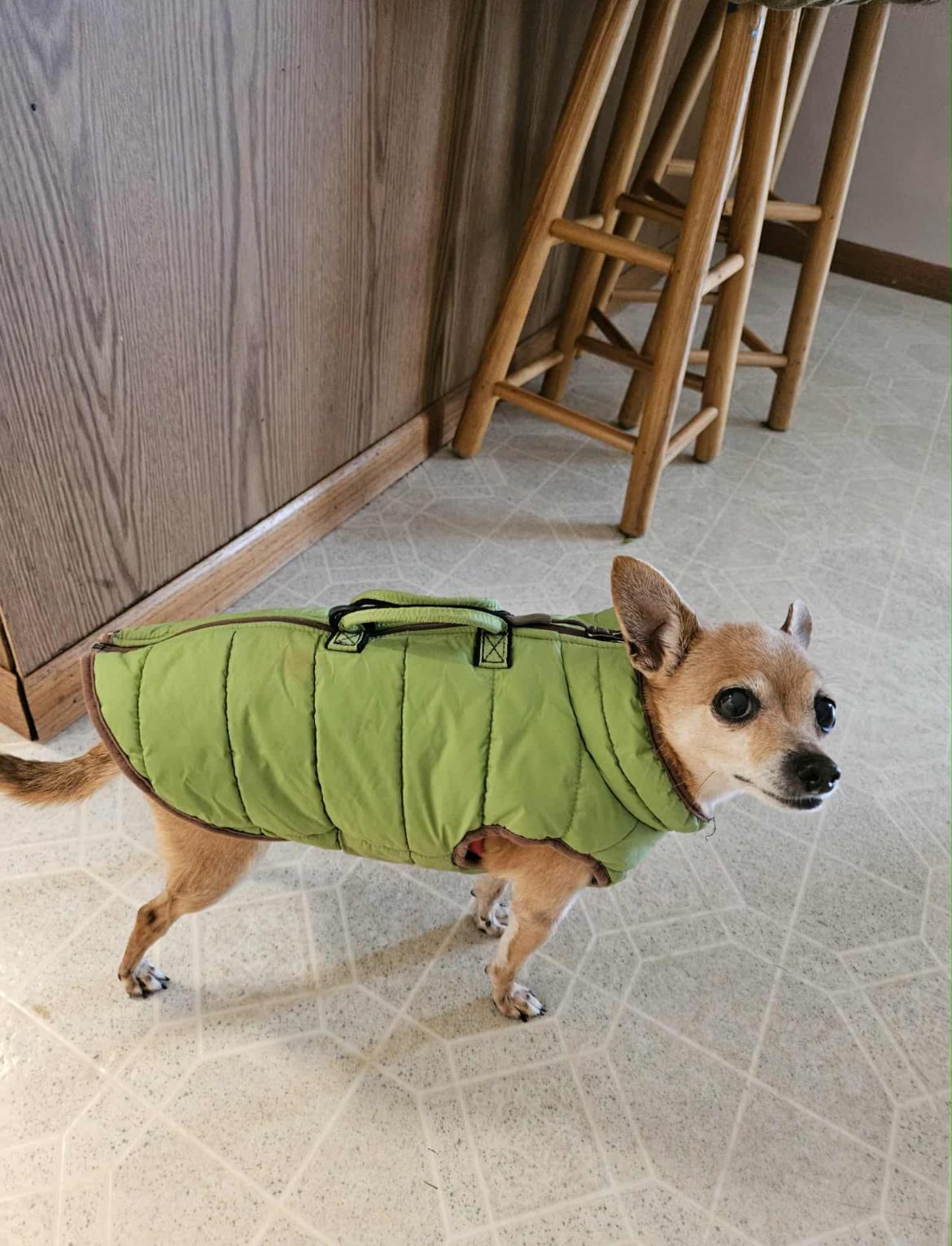 Enlarge Briar, an adoptable Chihuahua in Whitewater, WI image 2/4