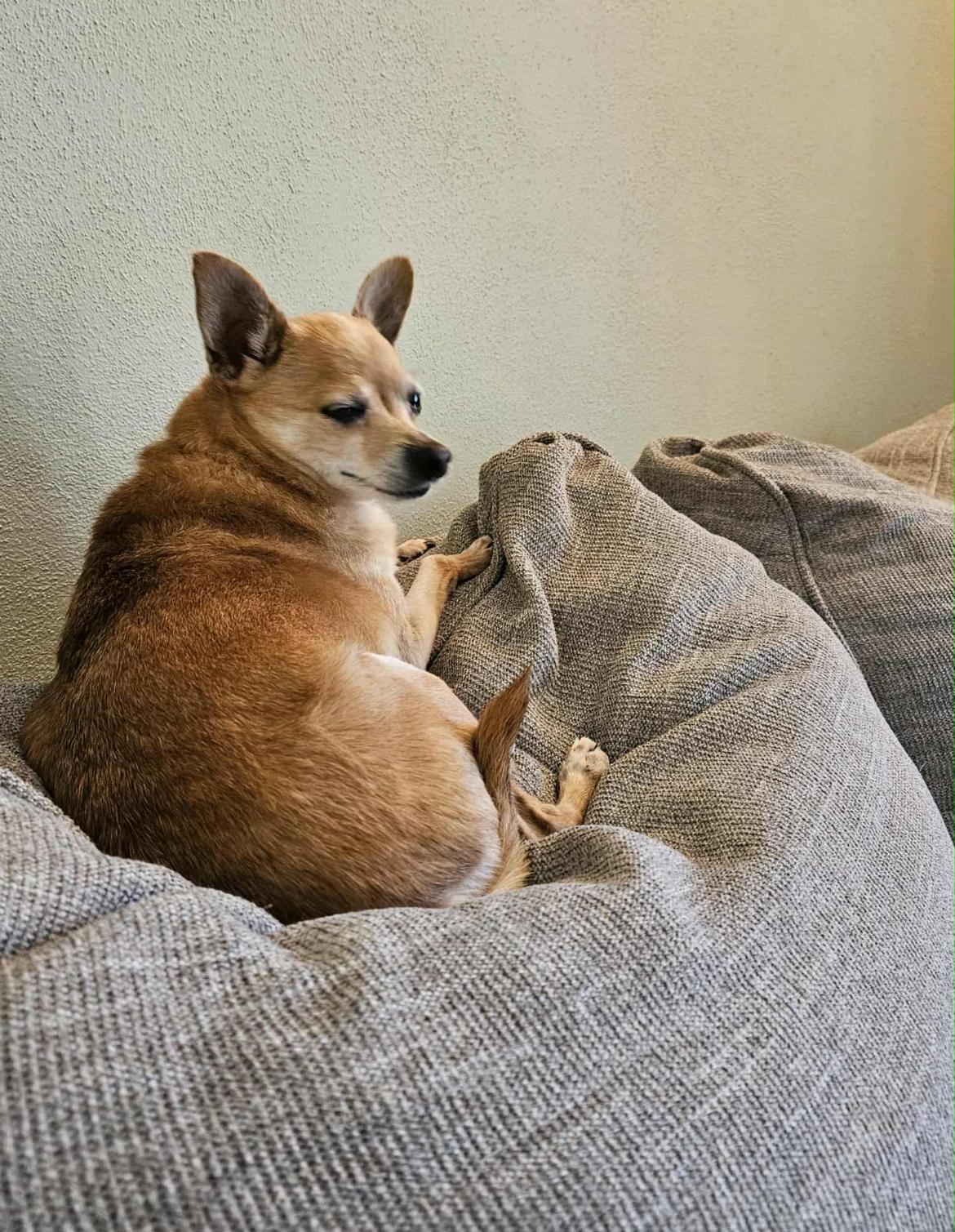 Briar — thumbnail 4