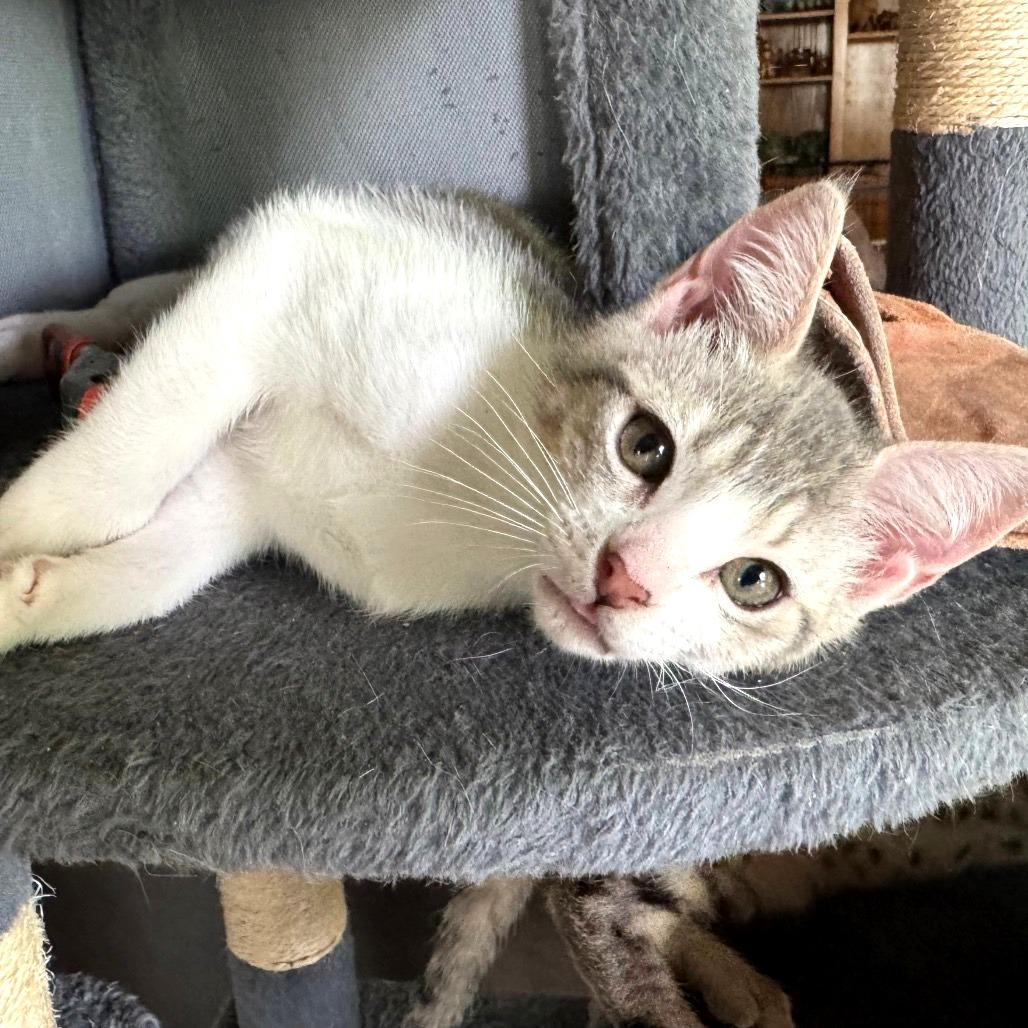 Bryson, Adoptable, Kitten Male Domestic Short Hair.