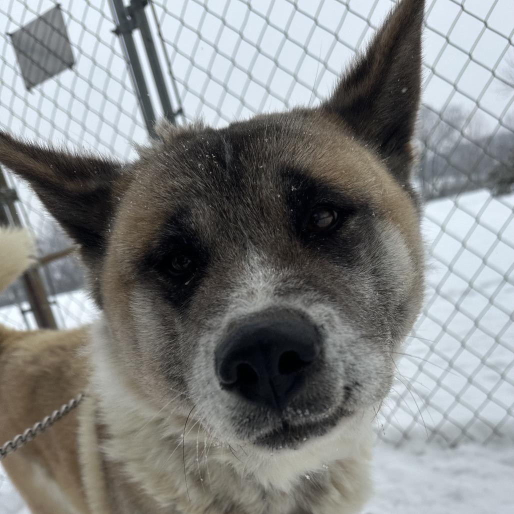 Trixie, Adoptable, Adult Female Akita.