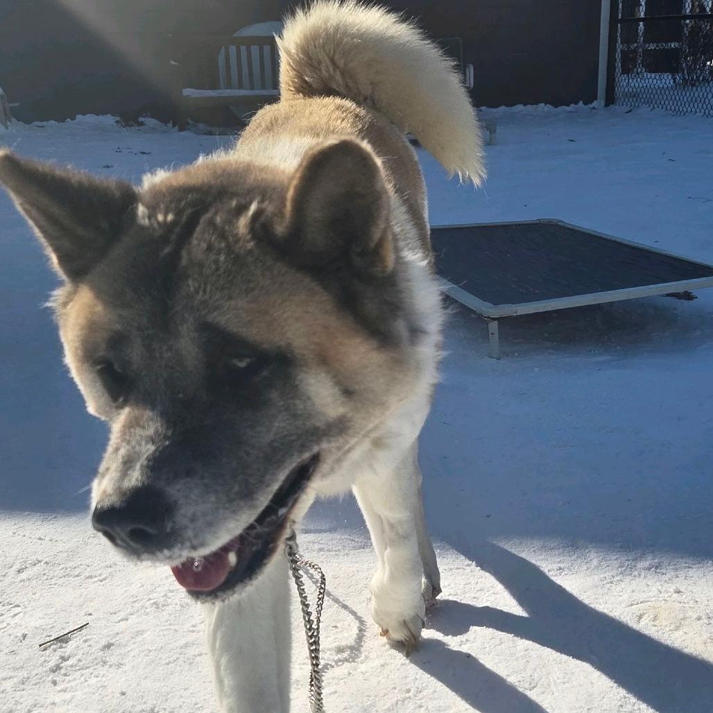 Enlarge Trixie, a Adoptable Akita in Columbia Station, OH image 2/6