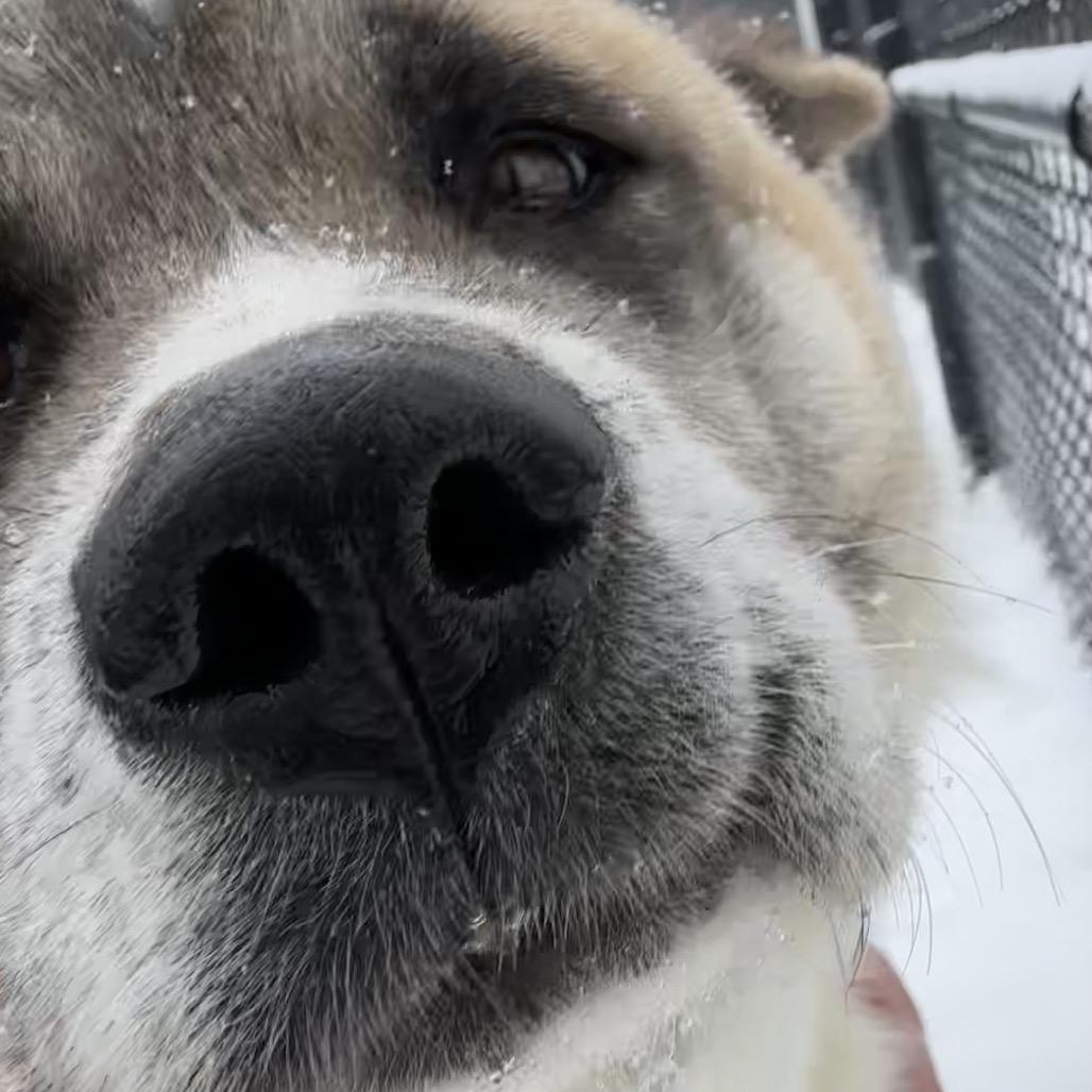 Enlarge Trixie, a Adoptable Akita in Columbia Station, OH image 3/6
