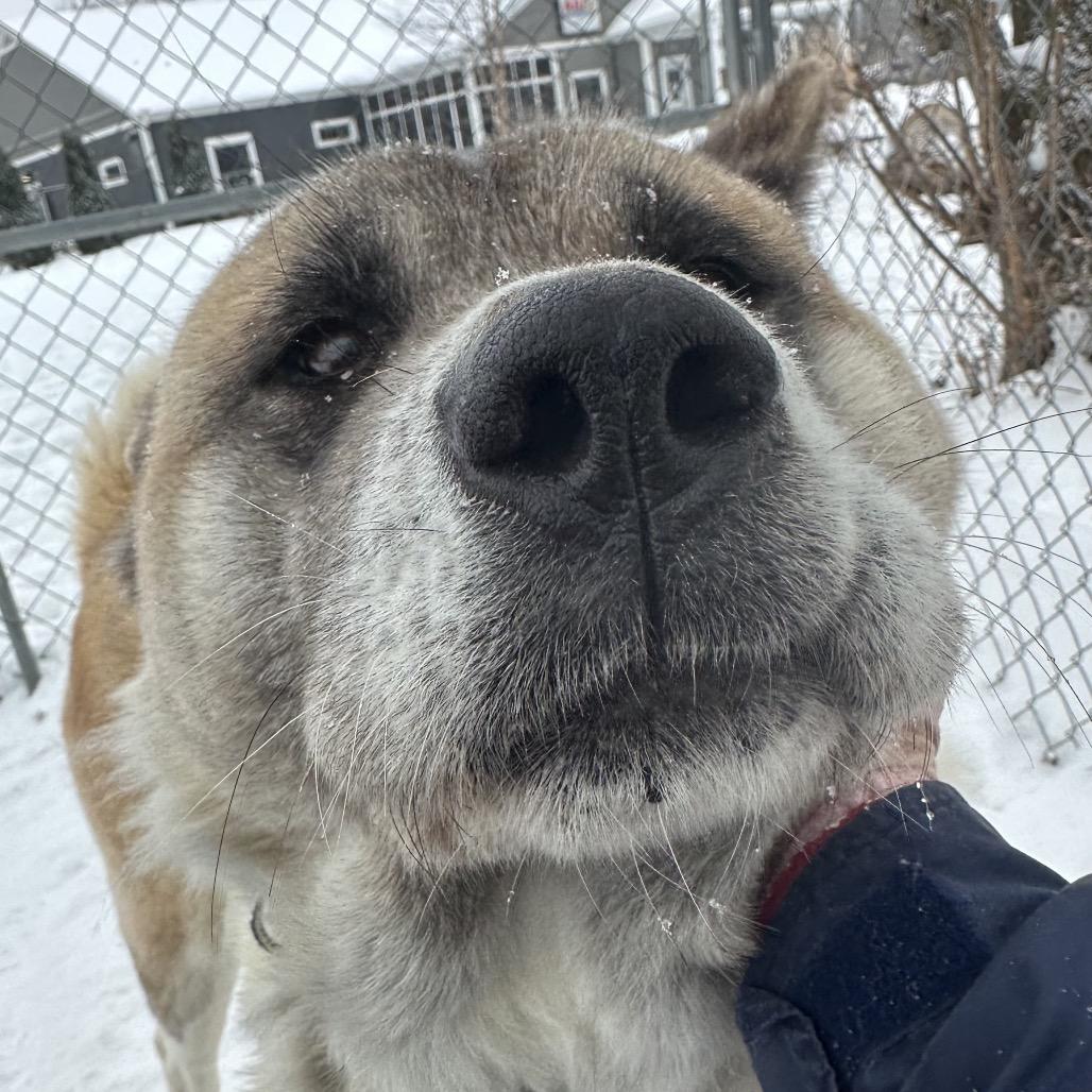 Enlarge Trixie, a Adoptable Akita in Columbia Station, OH image 5/6