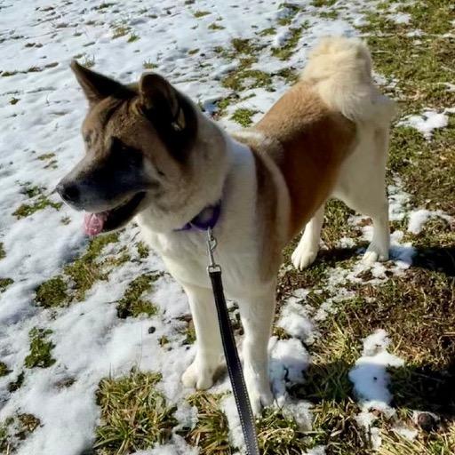 Enlarge Trixie, a Adoptable Akita in Columbia Station, OH image 6/6