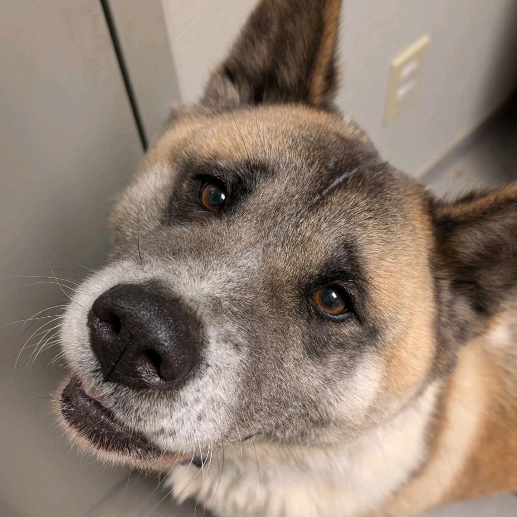 Enlarge Trixie, a Adoptable Akita in Columbia Station, OH image 6/6