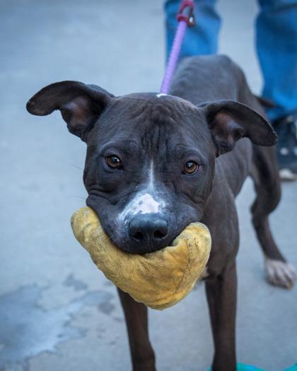Enlarge Xander, a Adoptable Mixed Breed in Chamblee, GA image 1/3