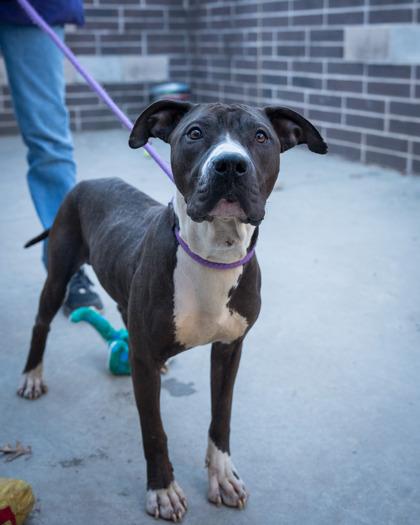 Enlarge Xander, a Adoptable Mixed Breed in Chamblee, GA image 2/3