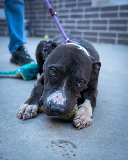 Enlarge Xander, a Adoptable Mixed Breed in Chamblee, GA image 3/3