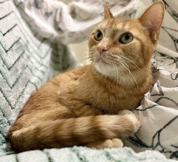 Enlarge Freddie, an adopted Domestic Short Hair in Miller Beach, IN image 1/1