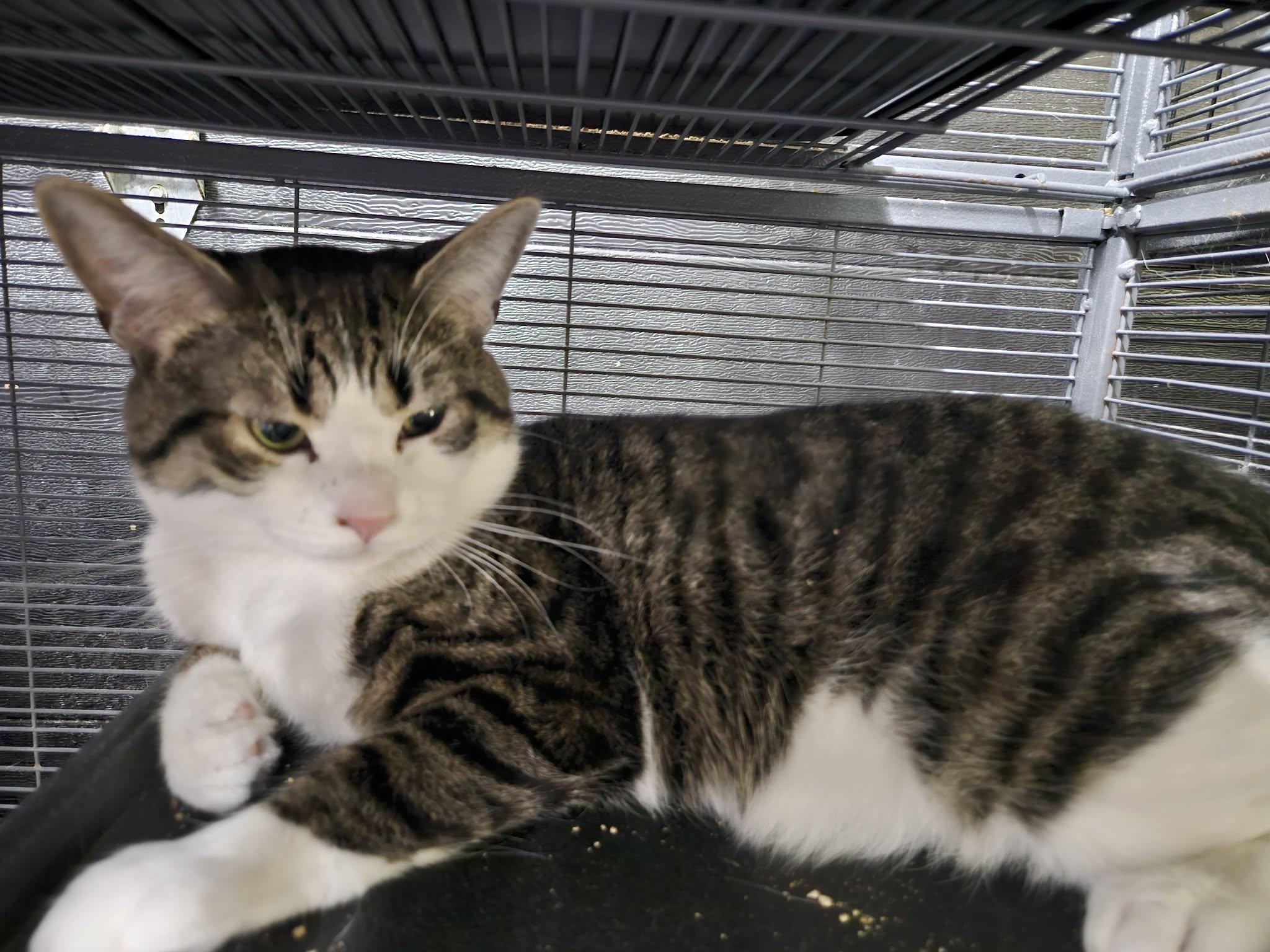 McCHICKEN (bonded with CHICKEN NUGGET), Adoptable, Young Male Domestic Short Hair.