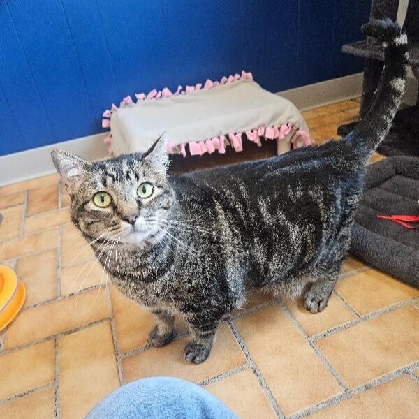Jemma, Adoptable, Adult Female Domestic Short Hair.