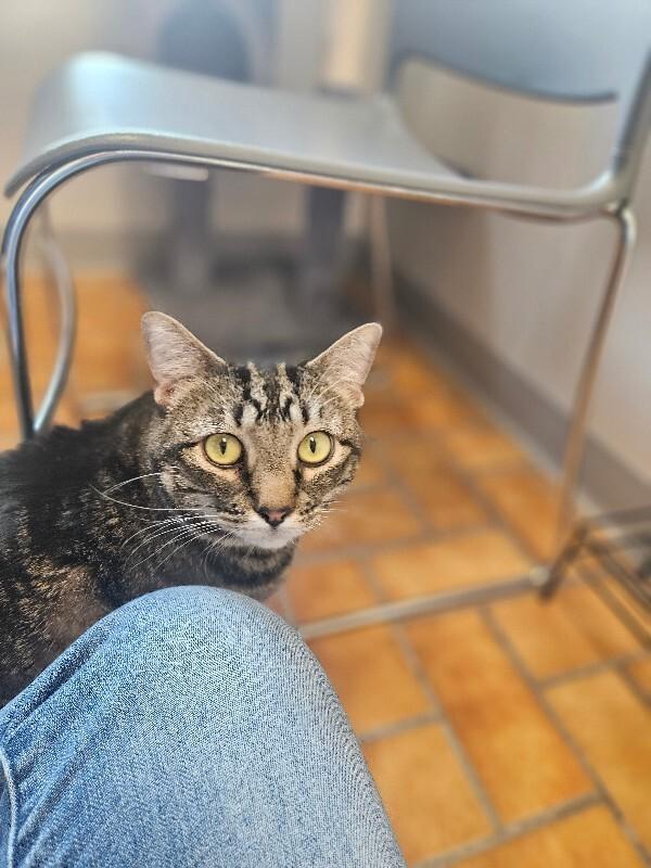 Jemma, a Adoptable Domestic Short Hair in Yankton, SD image 2/6