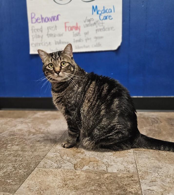 Jemma, a Adoptable Domestic Short Hair in Yankton, SD image 3/6