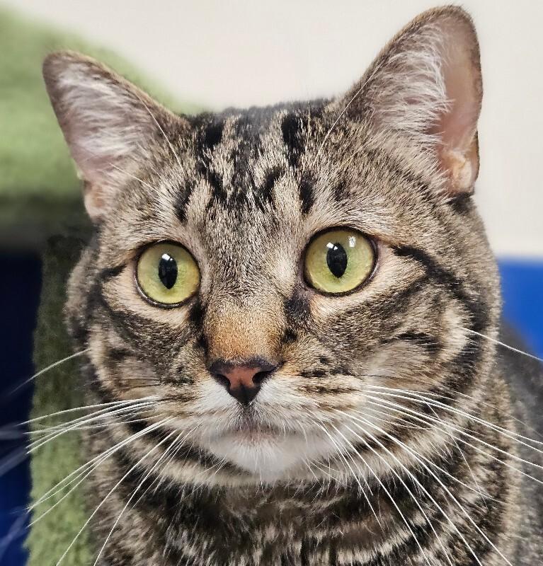 Jemma, a Adoptable Domestic Short Hair in Yankton, SD image 4/6