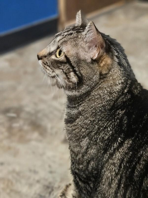 Jemma, a Adoptable Domestic Short Hair in Yankton, SD image 5/6
