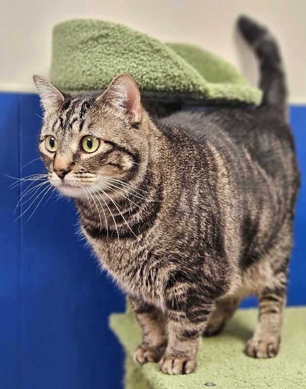 Jemma, a Adoptable Domestic Short Hair in Yankton, SD image 6/6