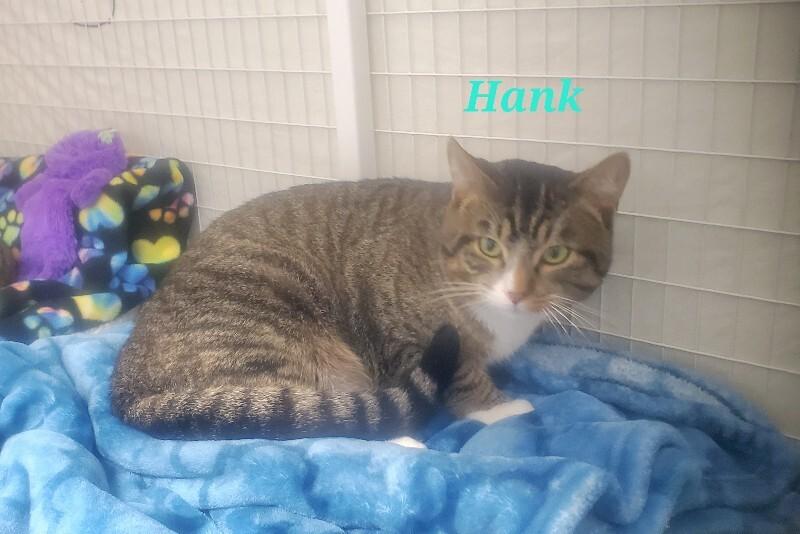 Hank, Adoptable, Young Male Domestic Short Hair.