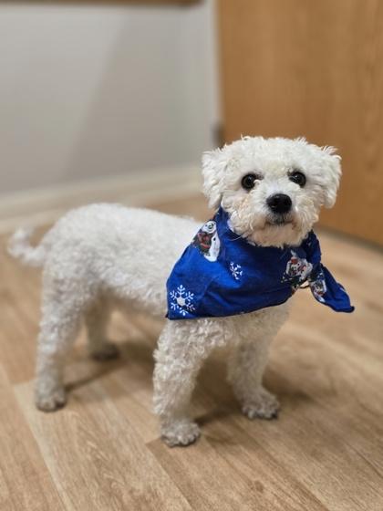 Butler, ADOPTABLE, Adult Male Bichon Frise.