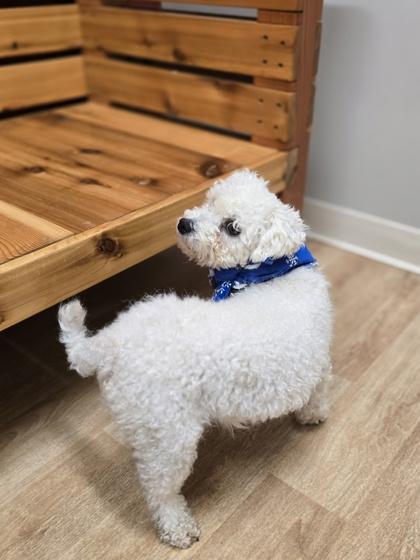 Enlarge Butler, a ADOPTABLE mixed breed in Woodstock, IL image 3/3