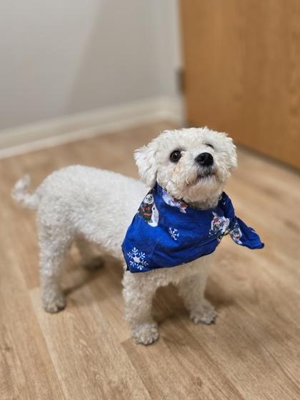 Enlarge Butler, a ADOPTABLE mixed breed in Woodstock, IL image 2/3